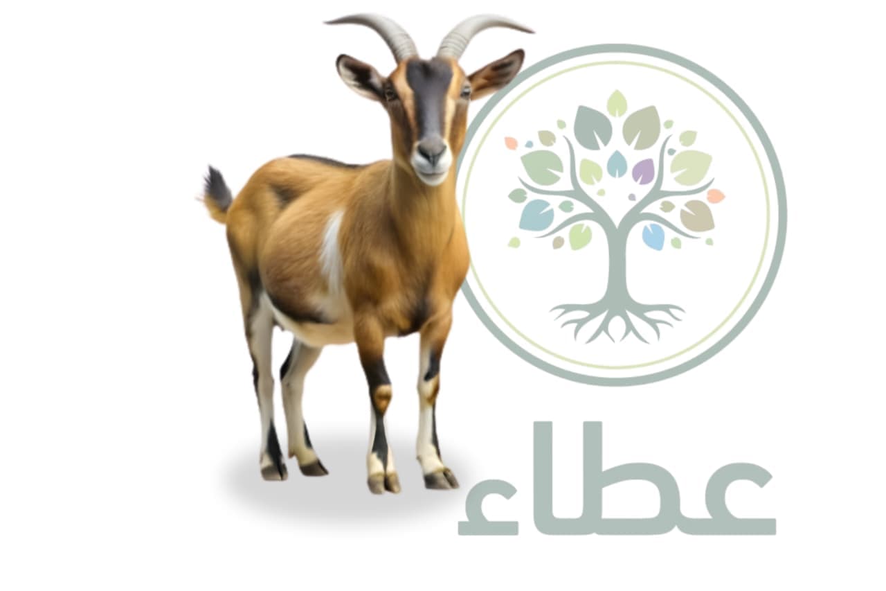 ماعز